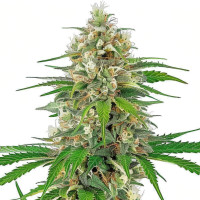 Bruce Banner - Cannabis Seeds by Azarius Seeds