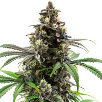 Do-Si-Dos | Cannabis Seeds by Azarius