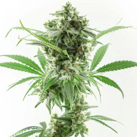 AK-47 Auto | Cannabis Seeds by Azarius