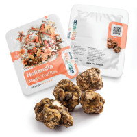 Hollandia Magic Truffles | Azarius