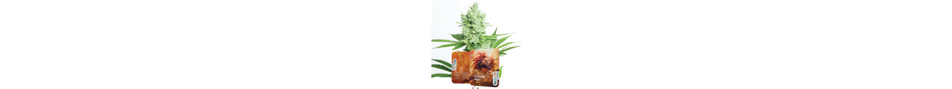 Buy Amnesia Cannabis Seeds - High Quality & Potent Strains